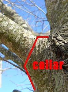 Collar pruning cut from Chipper LLC Tree Service